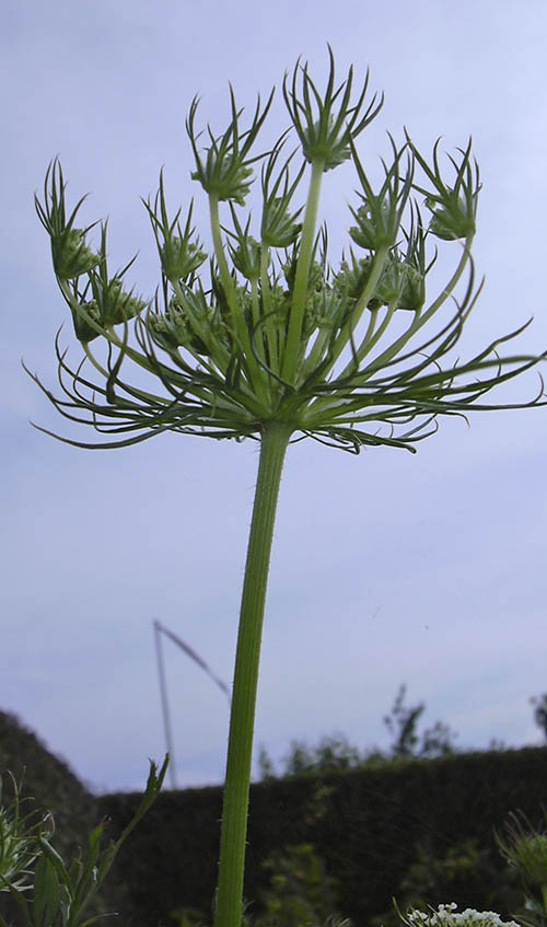 Gulerod p vej i blomst