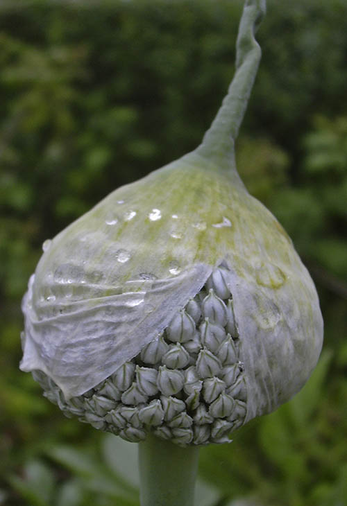 Porren blomsterstand