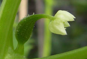 Achocha hunblomst med frugt