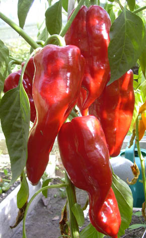 Chili Ancho