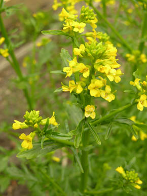 Vinterkarse i blomst