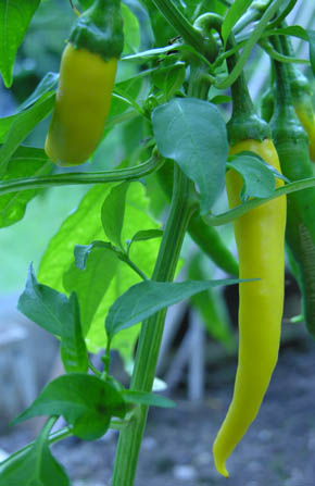 Cajun Yellow Cayenne