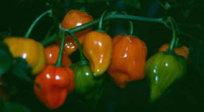 Chili Habaero Orange