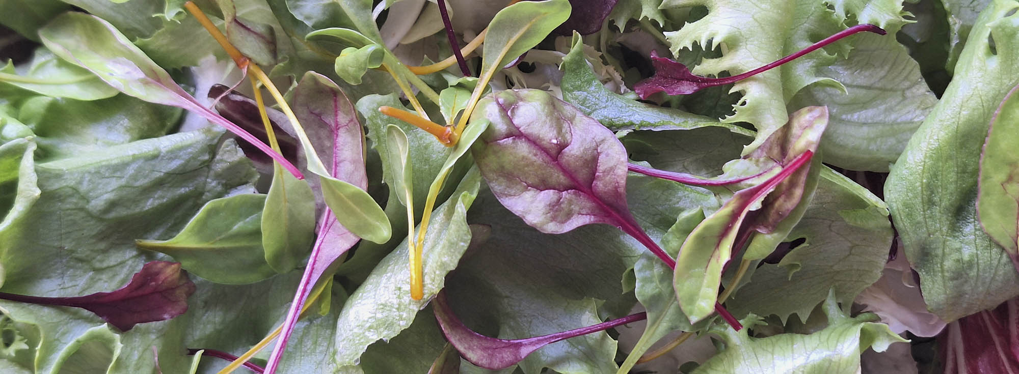 Blandet salat med rdbedeblade