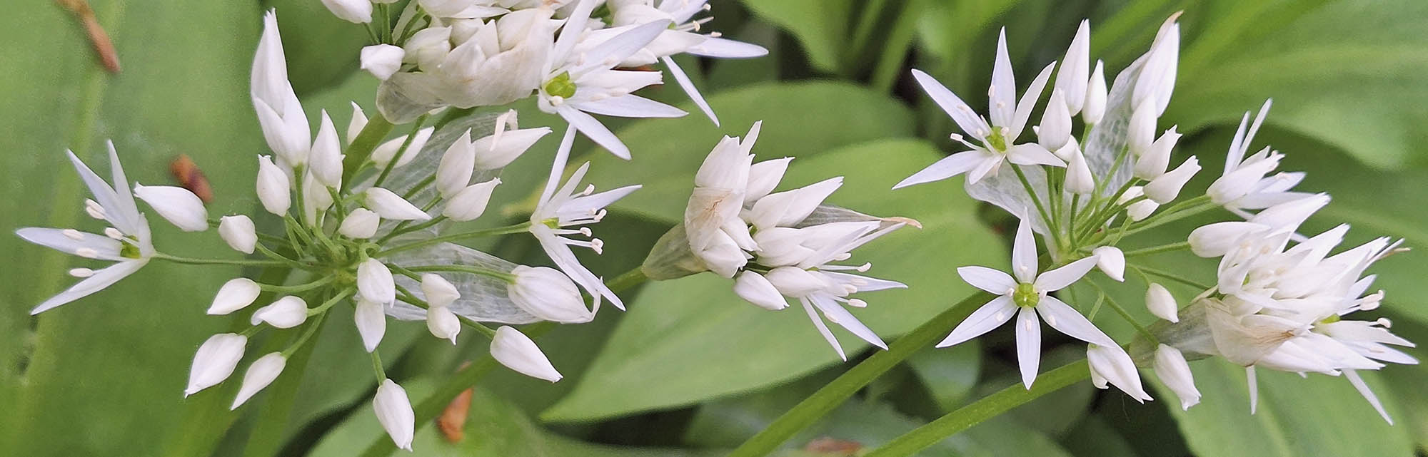 Ramslg blomster