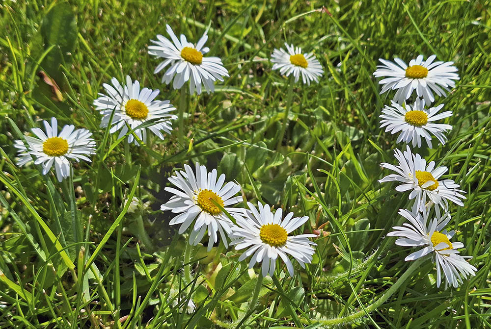 Tusindfryd blomster