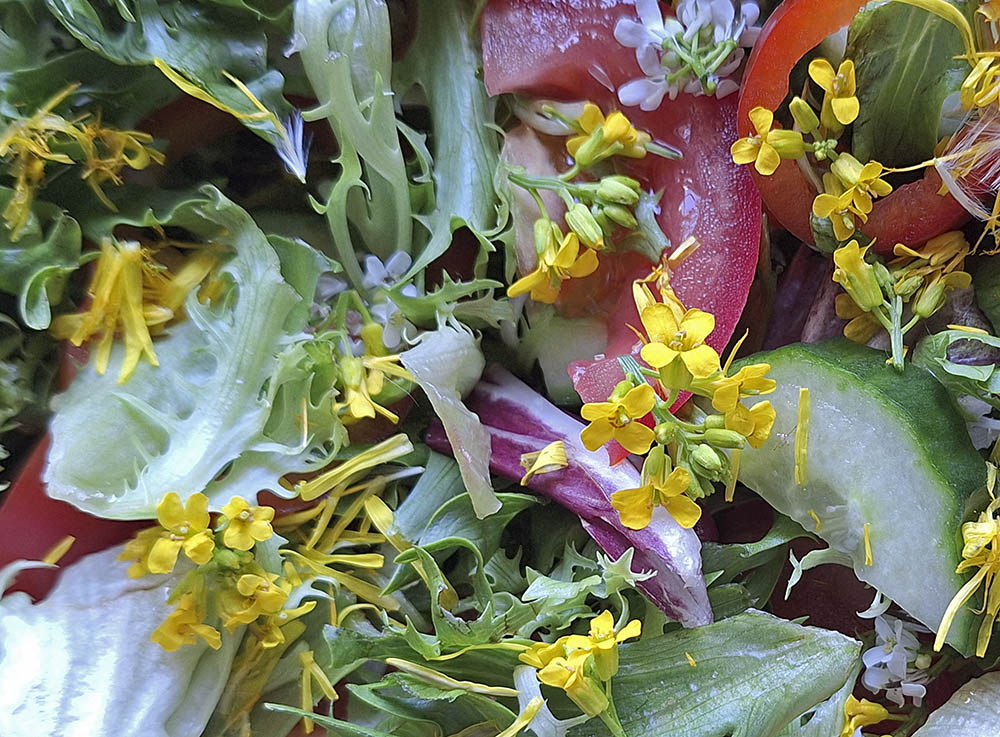 Blandetsalat med blomster af langskulpet vinterkarse