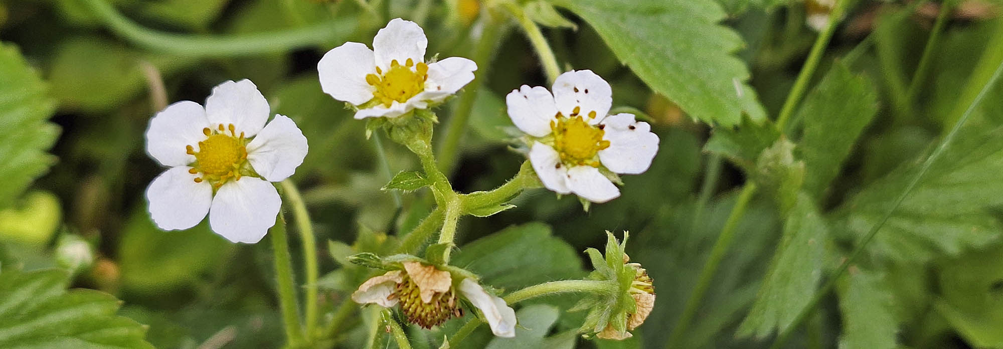 Skovjordbr blomster