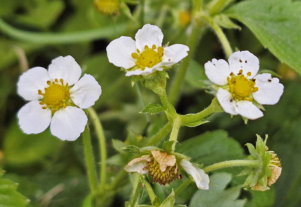 Skovjordbr blomster