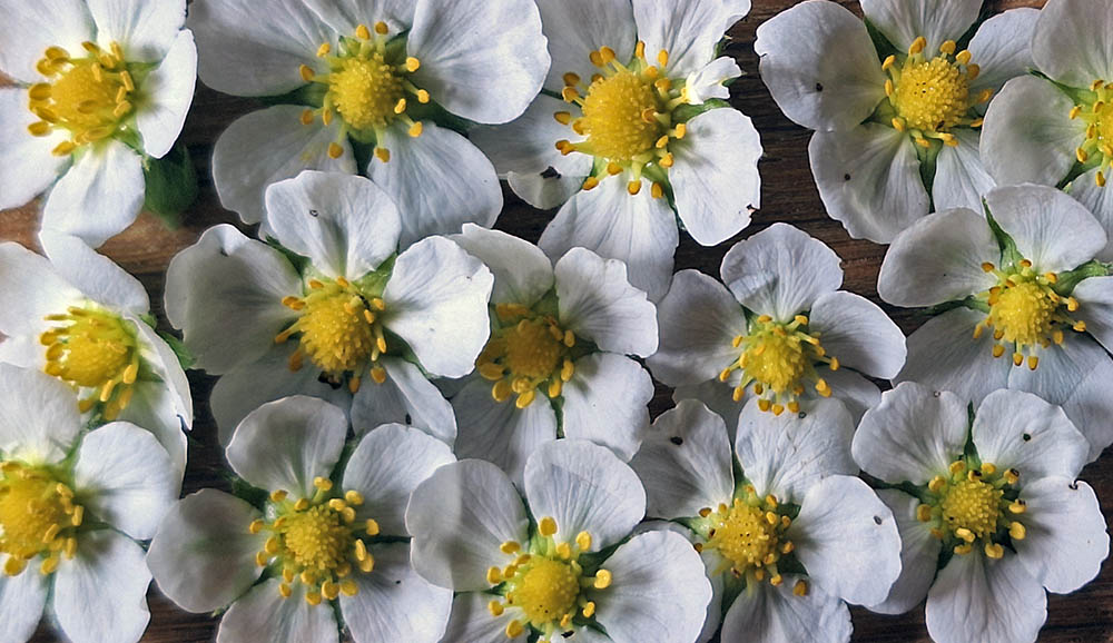 Skovjordbr blomster