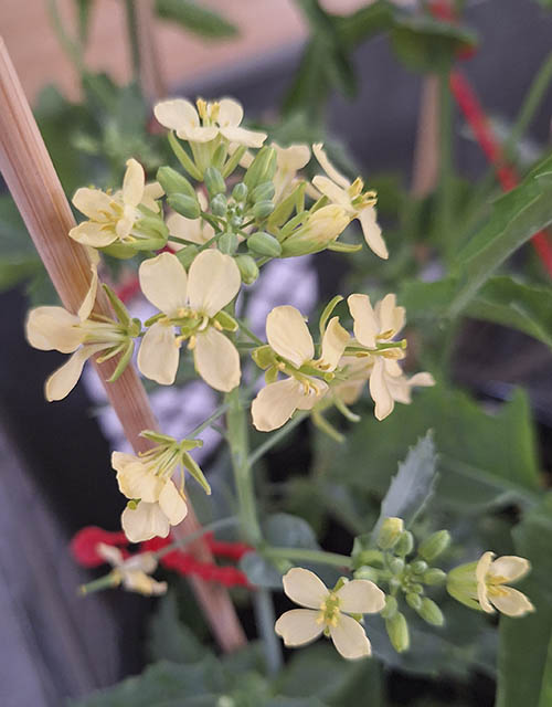 Raps med lysegule blomster