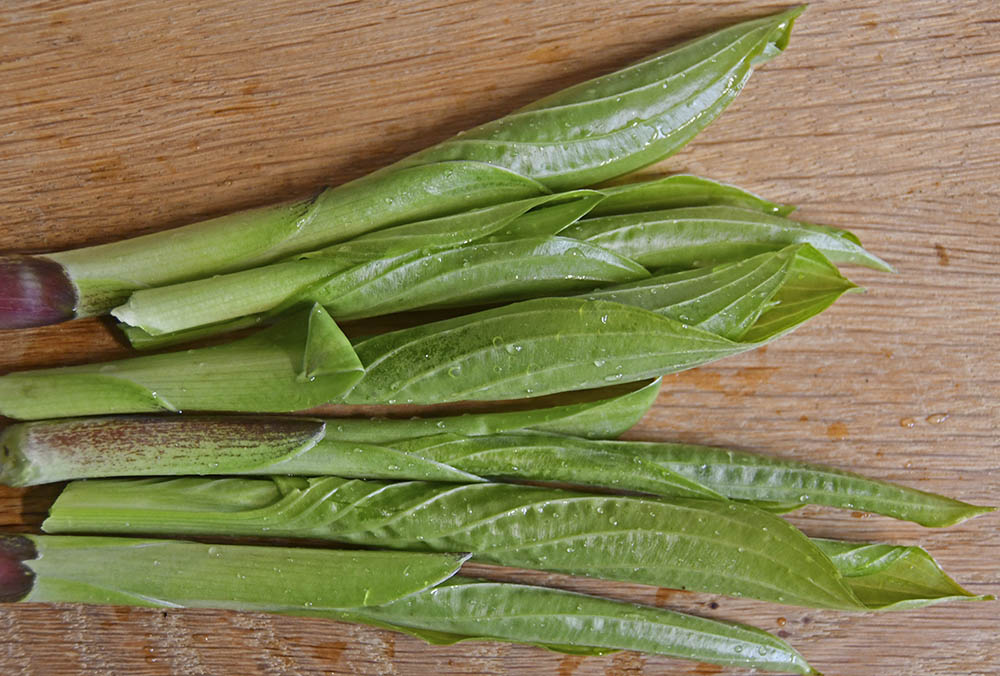 Hosta