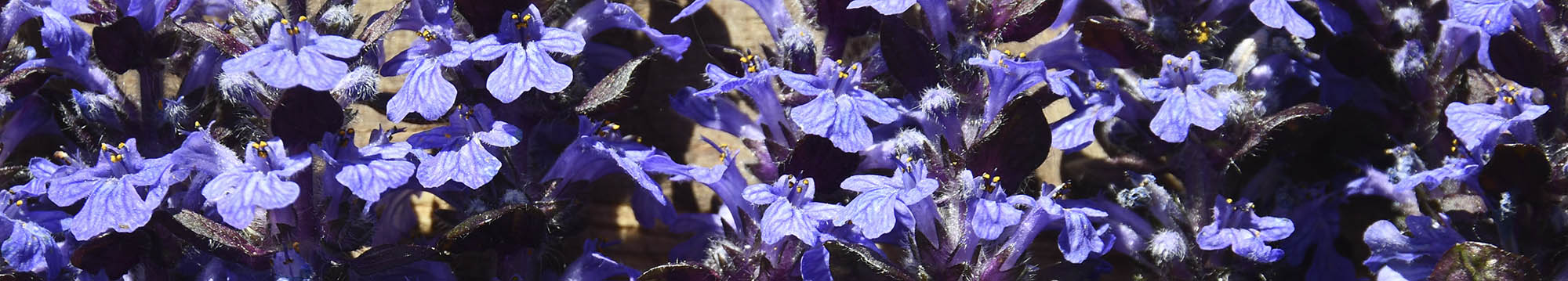 Krybende Lbels blomster