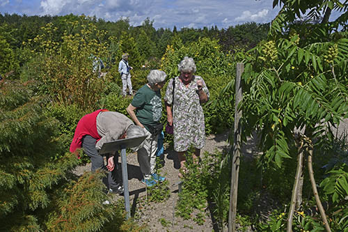 Medicinhaverne i Tranekr