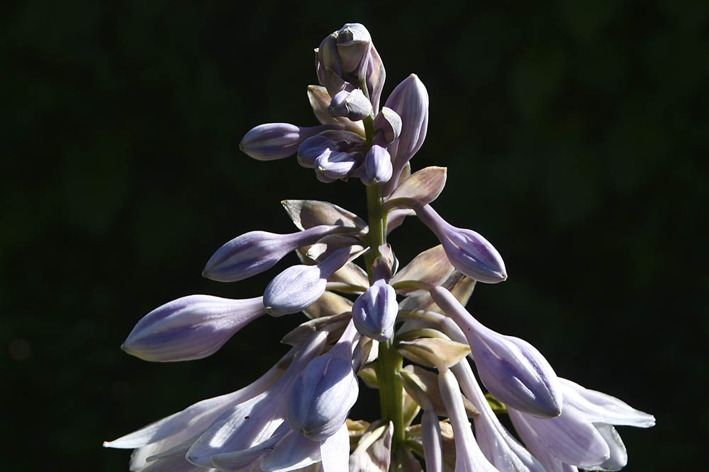 Hosta blomst