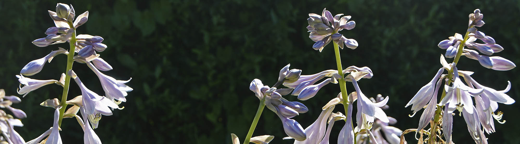 Hosta blomst