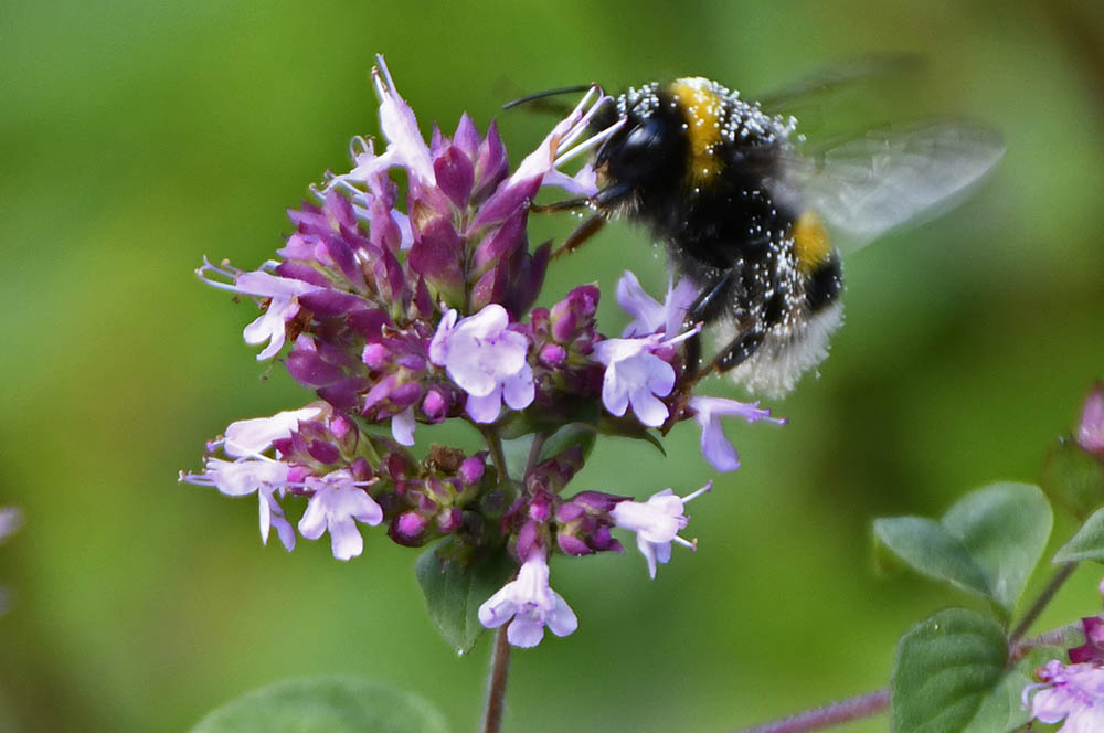 Oregano, almindelig merian