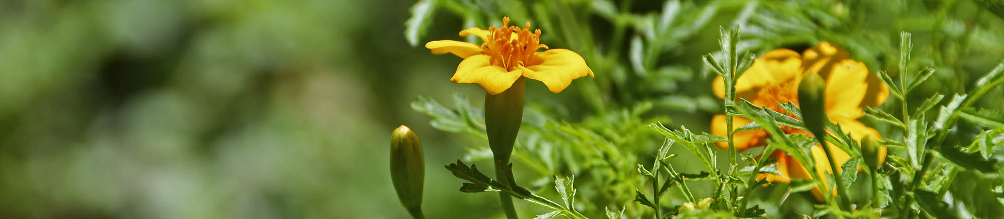 Appelsintagetes