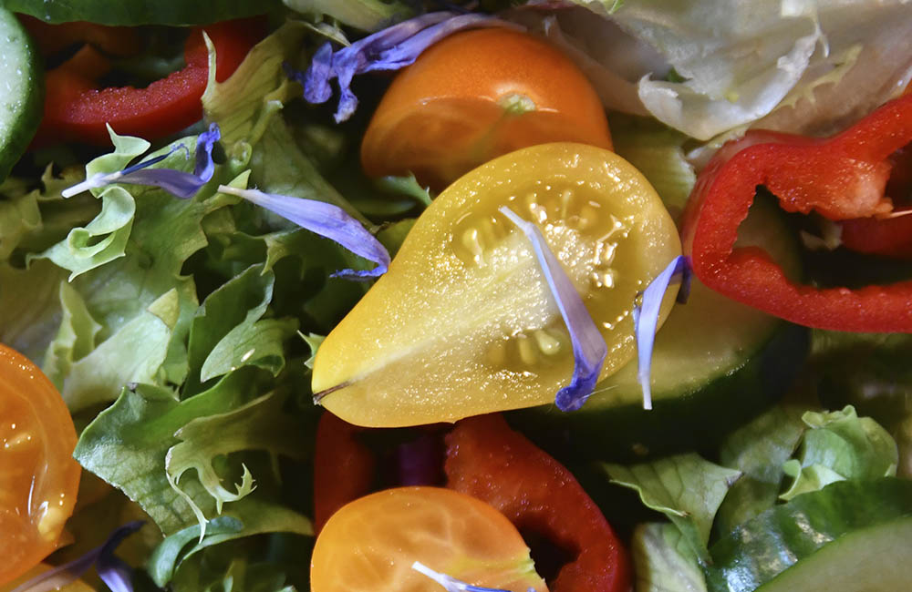 Blandet salat med vild cikorie blomsterblade