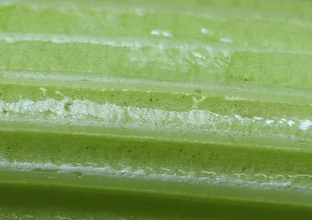 Bladselleri stilk