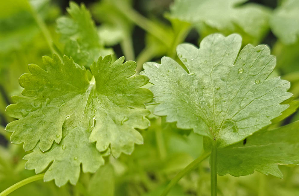 Almindelig koriander