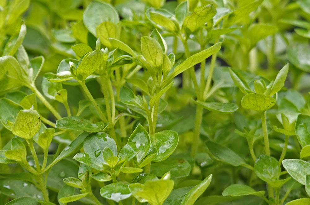 Oregano, almindelig merian