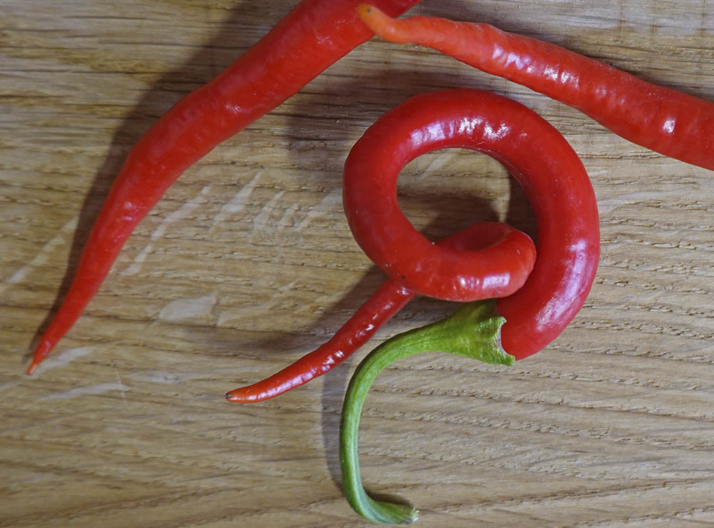 Chili Milder Spiral, Capsicum annuum
