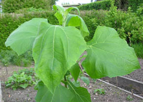 Yacon, Polymnia sanchifolia, Smallanthus sonchifolius