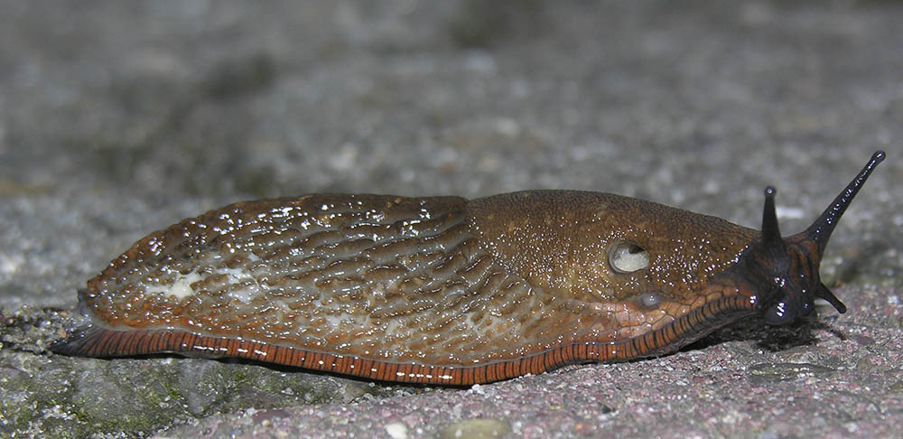 Drbersnegl, Arion vulgaris