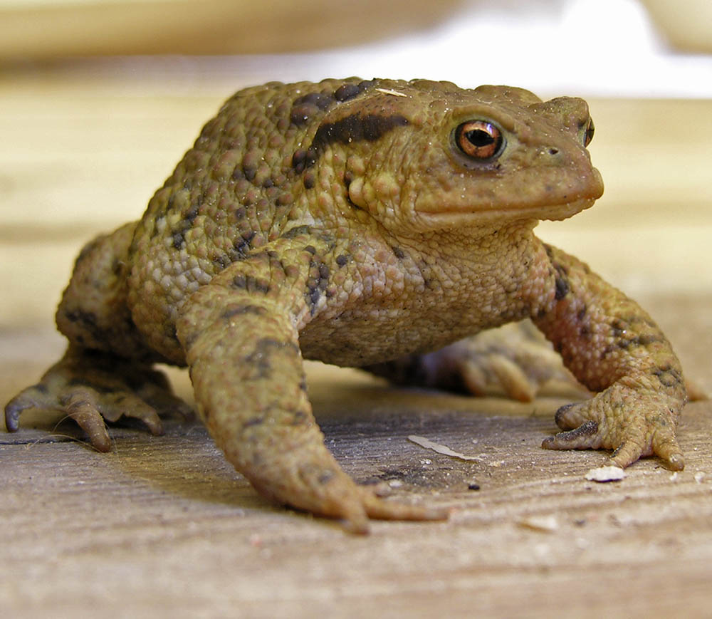 Skrubtudse, Bufo bufo