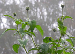 Helianti, Helianthus strumosus