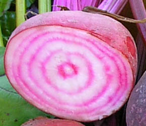 Chioggia rdbede