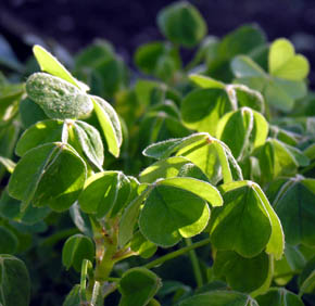 Oka, Oxalis tuberosa