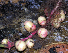 Oka, Oxalis tuberosa