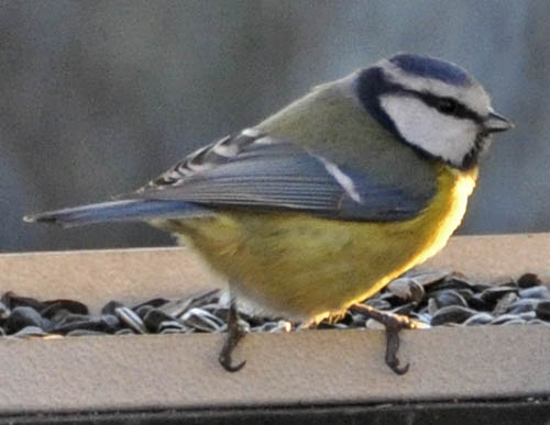 Blmejse, Parus caeruleus