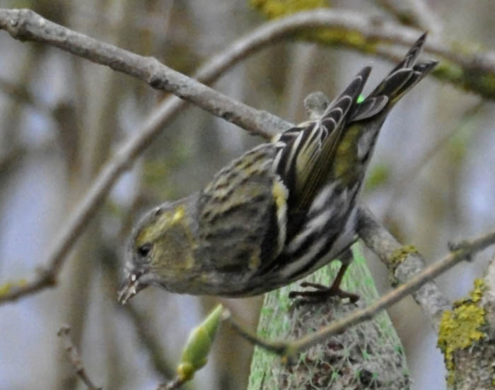 Grnsisken, Carduelis spinus