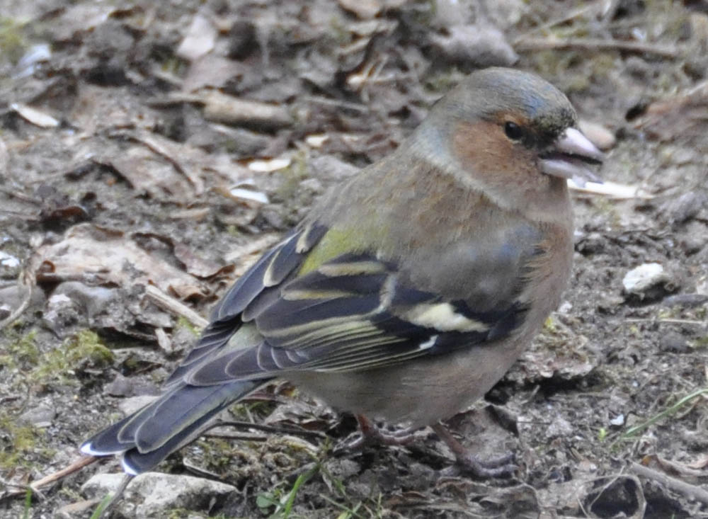 Han bogfinke, Fringilla coelebs