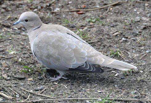 Tyrkerdue, Streptopelia turtur