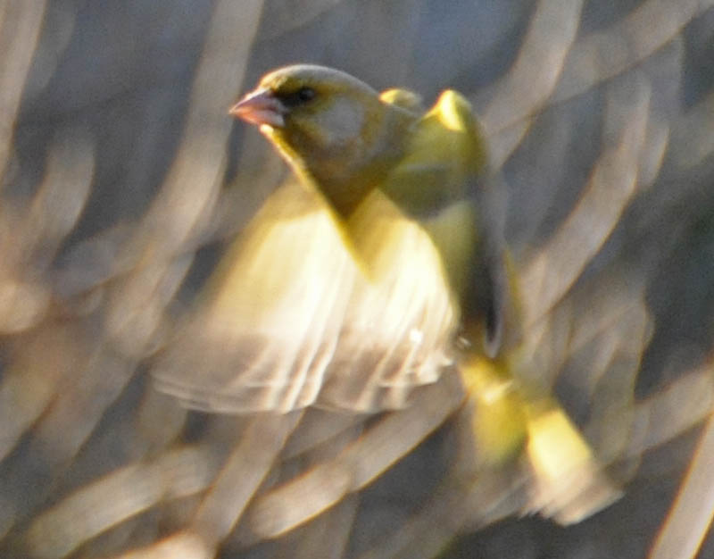 Grnirisk, Carduelis chloris