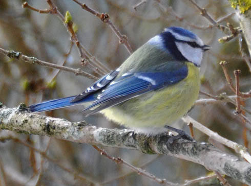 Blmejse, Parus caeruleus