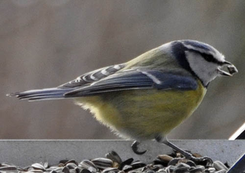 Blmejse, Parus caeruleus