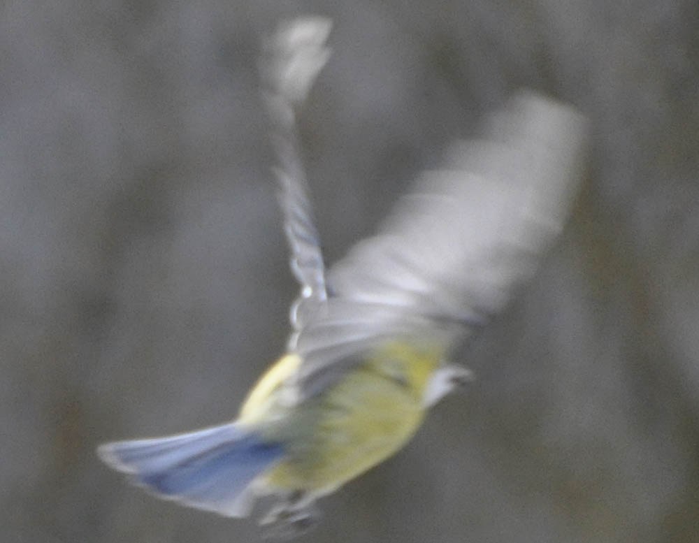 Flyvende blmejse, Parus caeruleus