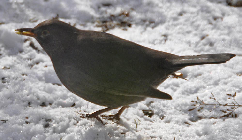 Hun solsort, Turdus merula