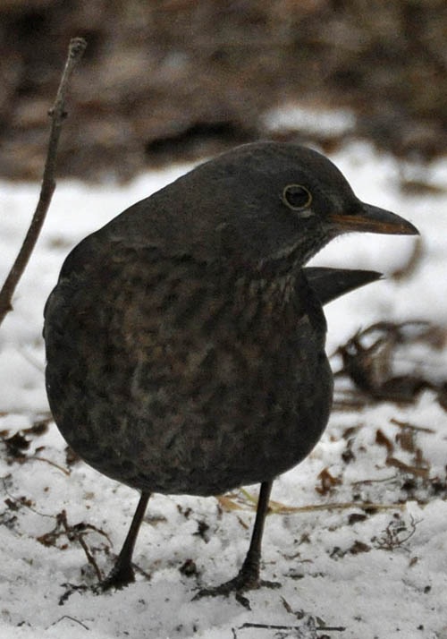 Hun solsort, Turdus merula