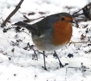 Rdhals, Erithacus rubecula