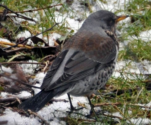 Sjagger, Turdus pilaris