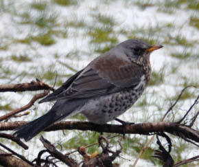 Sjagger, Turdus pilaris