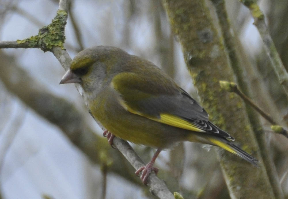 Grnirisk, Carduelis chloris