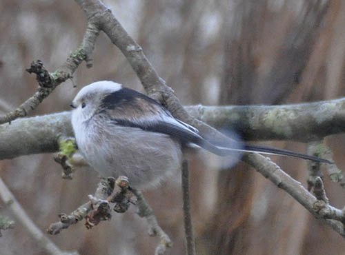 Halemejse, Aegithalos caudatus