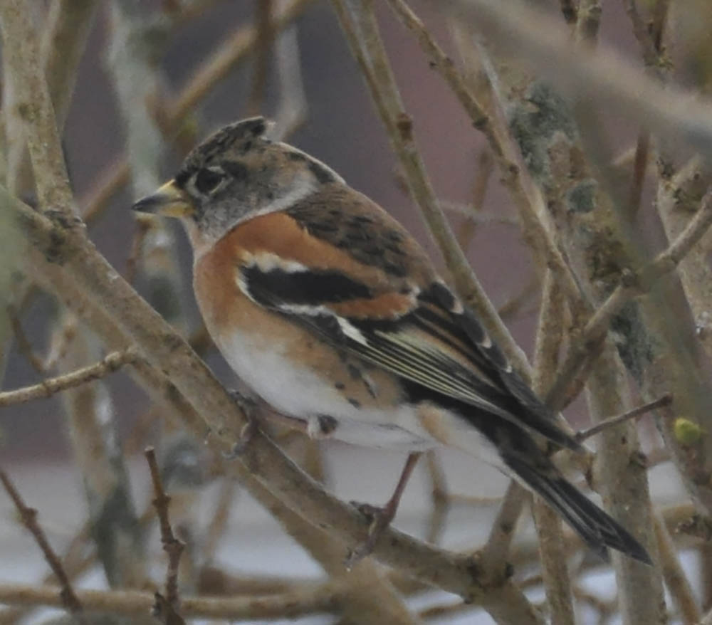 Kvkerfinke, Fringilla montifringilla